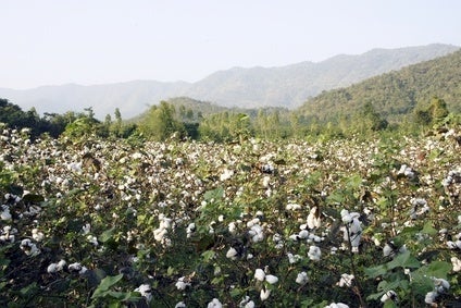 WORLD: Cotton prices forecast to fall as stocks increase