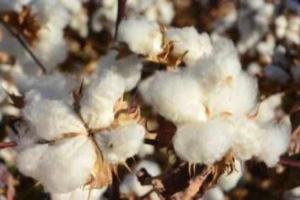 Cotton supply chain transparency an ongoing challenge