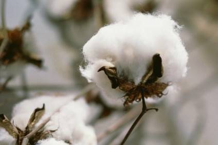 Islamic State cotton risk low for European brands