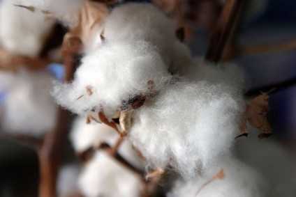 Organic replacing GM cotton production in India