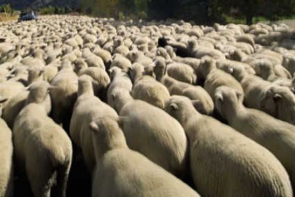 British wool producer denies animal cruelty claims
