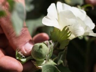 Organic Cotton Accelerator focuses on supply chain transparency