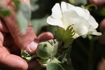 Organic Cotton Accelerator focuses on supply chain transparency