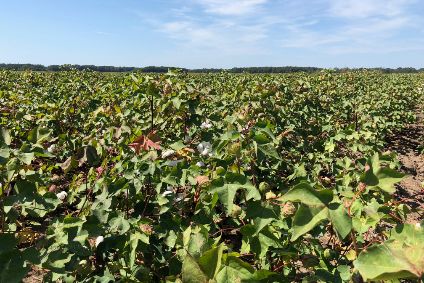 Building value through a sustainable cotton supply chain