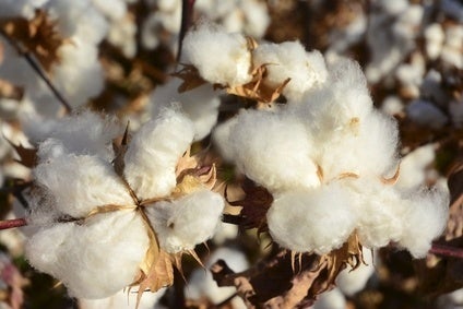 Protestors plea for end to forced labour in Uzbek cotton