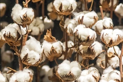World cotton stocks estimates boosted for 2014/15