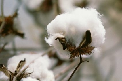 COTE D'IVOIRE: Agriculture Ministry launches cotton support project