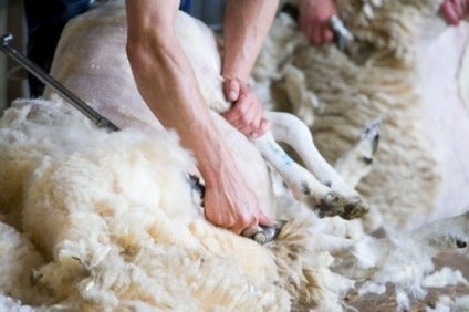 UK: PETA urges wool boycott after undercover probe