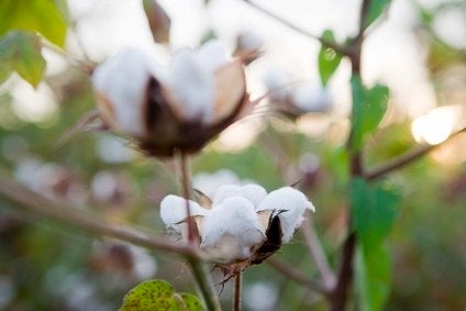 COMMENT: Tackling the challenges of sourcing cotton sustainably