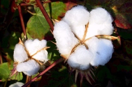 Transparency mixed in Uzbek cotton supply chain