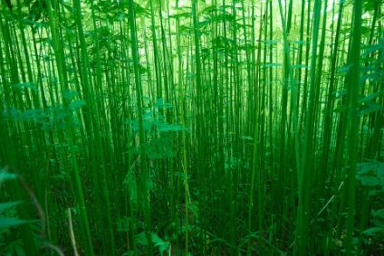 Kontoor, Panda Biotech team to scale US-grown hemp