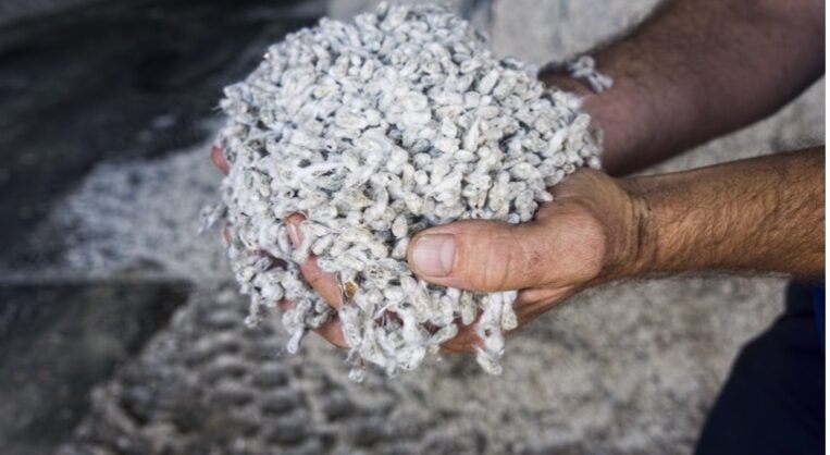 Organic Cotton Accelerator joins Sustainable Apparel Coalition - Vimarsana News