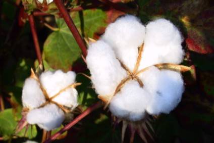 cotton traceability