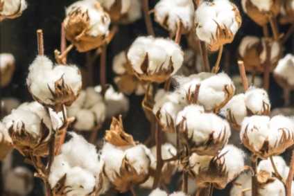 Delta Apparel joins Cotton Leads programme