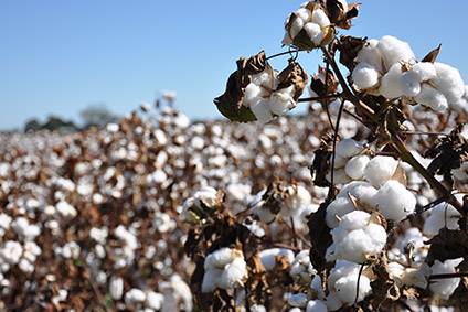 cotton season