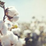 Better Cotton's Chain of Custody models to enable traceability