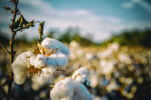 organic cotton challenges