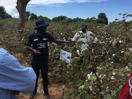 Cotton project to double farmer yields in Zambia