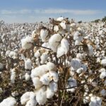 US Cotton Trust Protocol published in ITC Standards Map