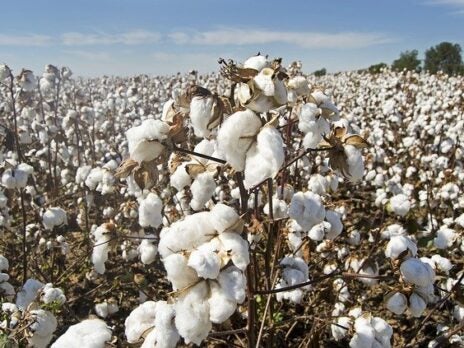 Pakistan floods hit 40% of annual cotton crop