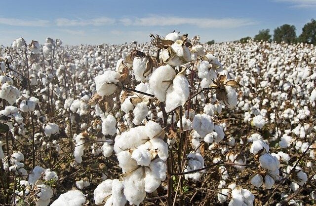 Pakistan floods hit 40% of annual cotton crop - Vimarsana News