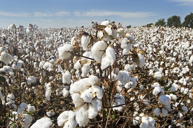 cotton fields genetically modified cotton