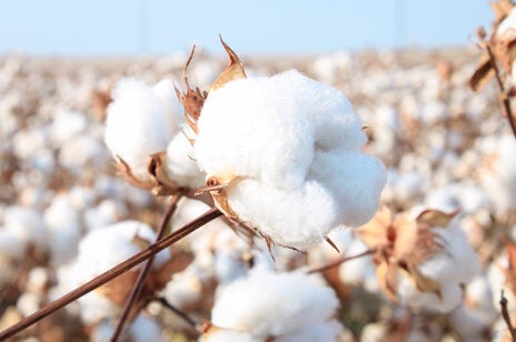 Macy’s accelerates preferred fibre vision with Better Cotton affiliation Macy’s accelerates preferred fibre vision with Better Cotton affiliation