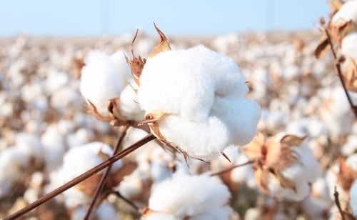 Photo of Macy’s accelerates preferred fibre vision with Better Cotton affiliation