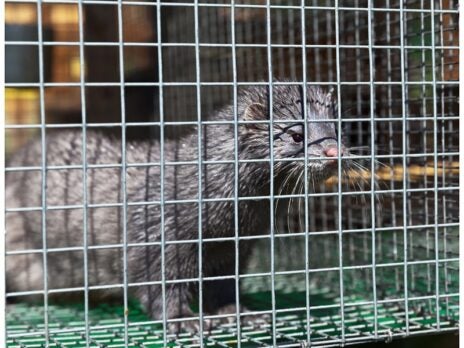 US passes sweeping ban on mink farming US passes sweeping ban on mink farming