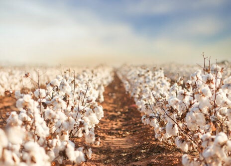 Acatel unveils biodegradable and traceable carbon positive fibres Acatel unveils biodegradable and traceable carbon positive fibres