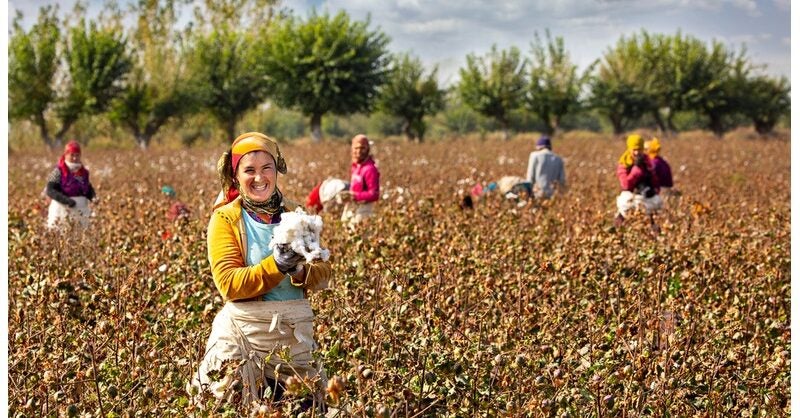 Worker-driven tools needed to uphold labour rights in Uzbekistan cotton sector - Vimarsana News