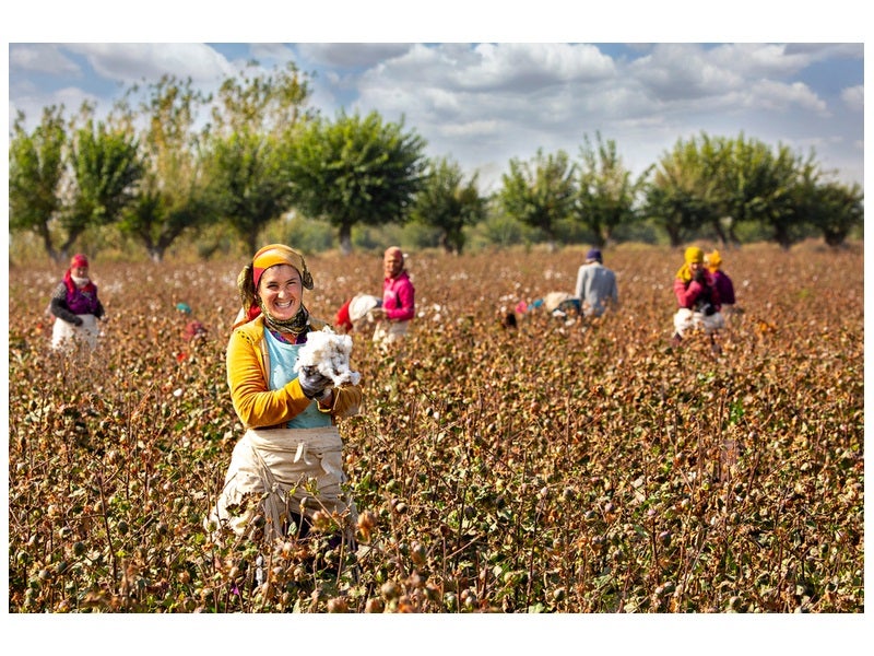 Uzbek Uzbekistan cotton pickers forced labour