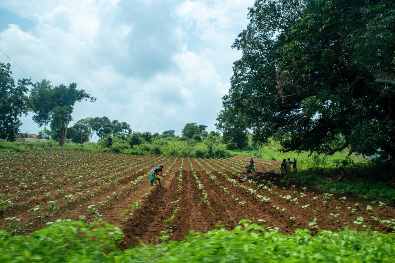 Fashion brands back project to boost organic cotton transparency - Just  Style