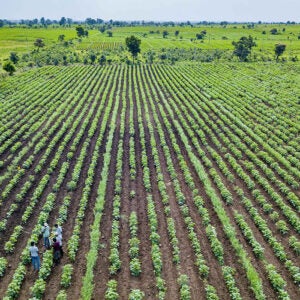Organic Cotton in India