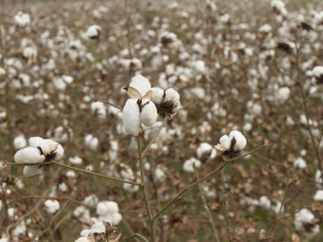 VF Foundation joins Ralph Lauren-backed US Regenerative Cotton Fund