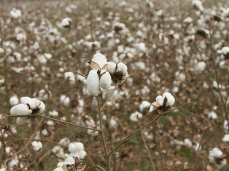 VF Foundation joins Ralph Lauren-backed US Regenerative Cotton Fund VF Foundation joins Ralph Lauren-backed US Regenerative Cotton Fund