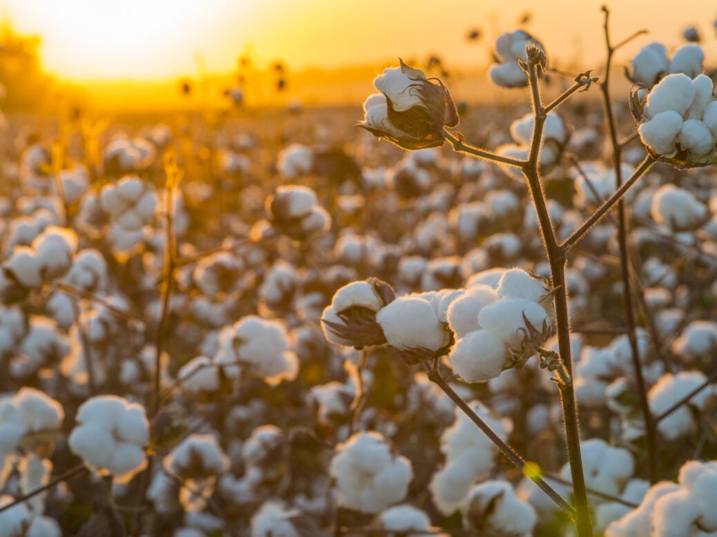 Cotton consumption