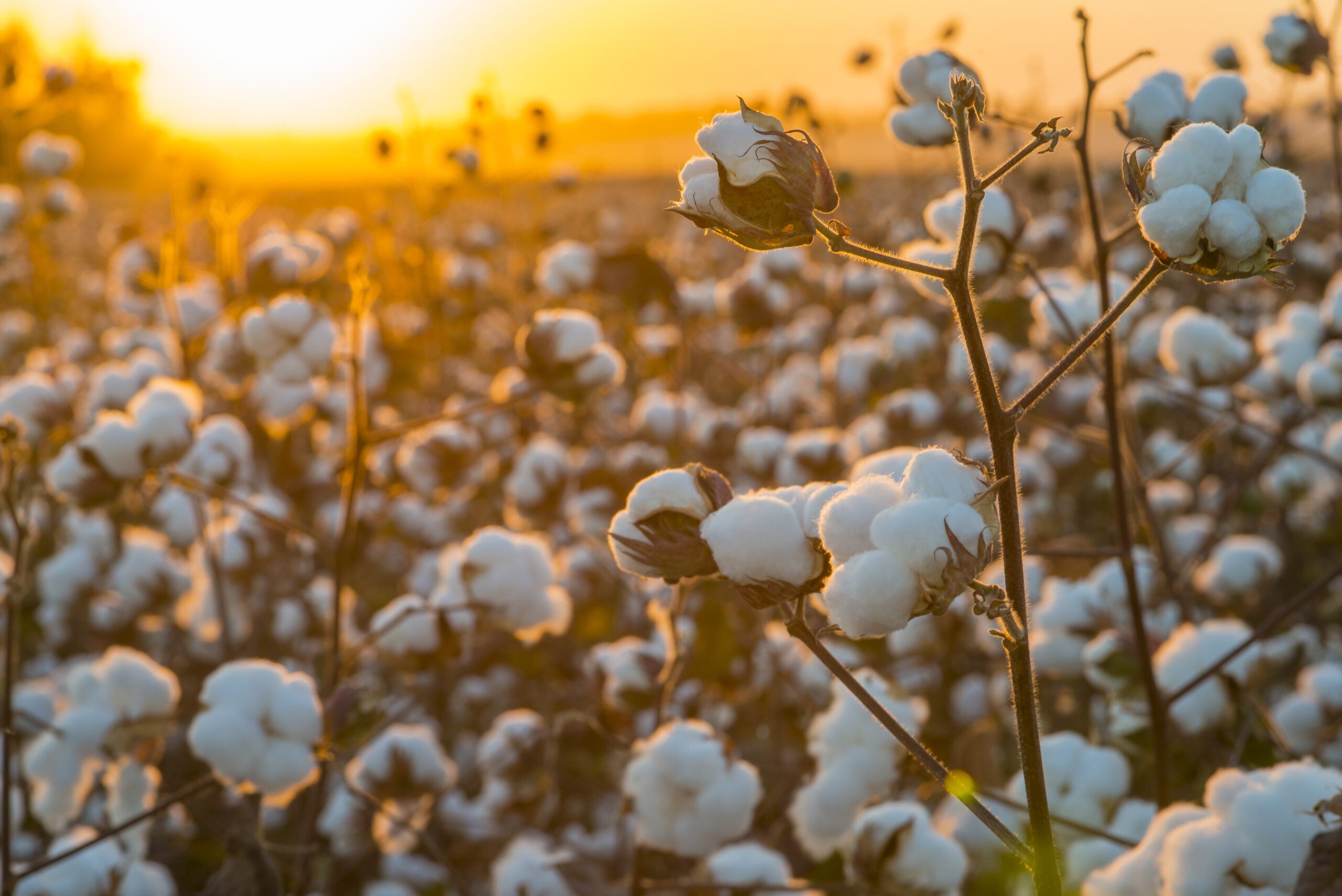 Cotton production, consumption invert as season nears close