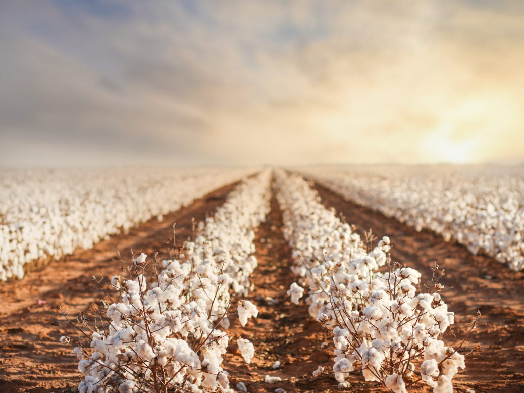 regenerative agriculture cotton