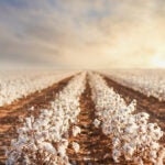 USDA applauded for climate-friendly cotton farming initiatives