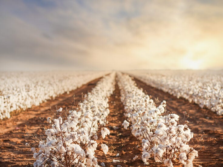 cotton season regenerative agriculture cotton