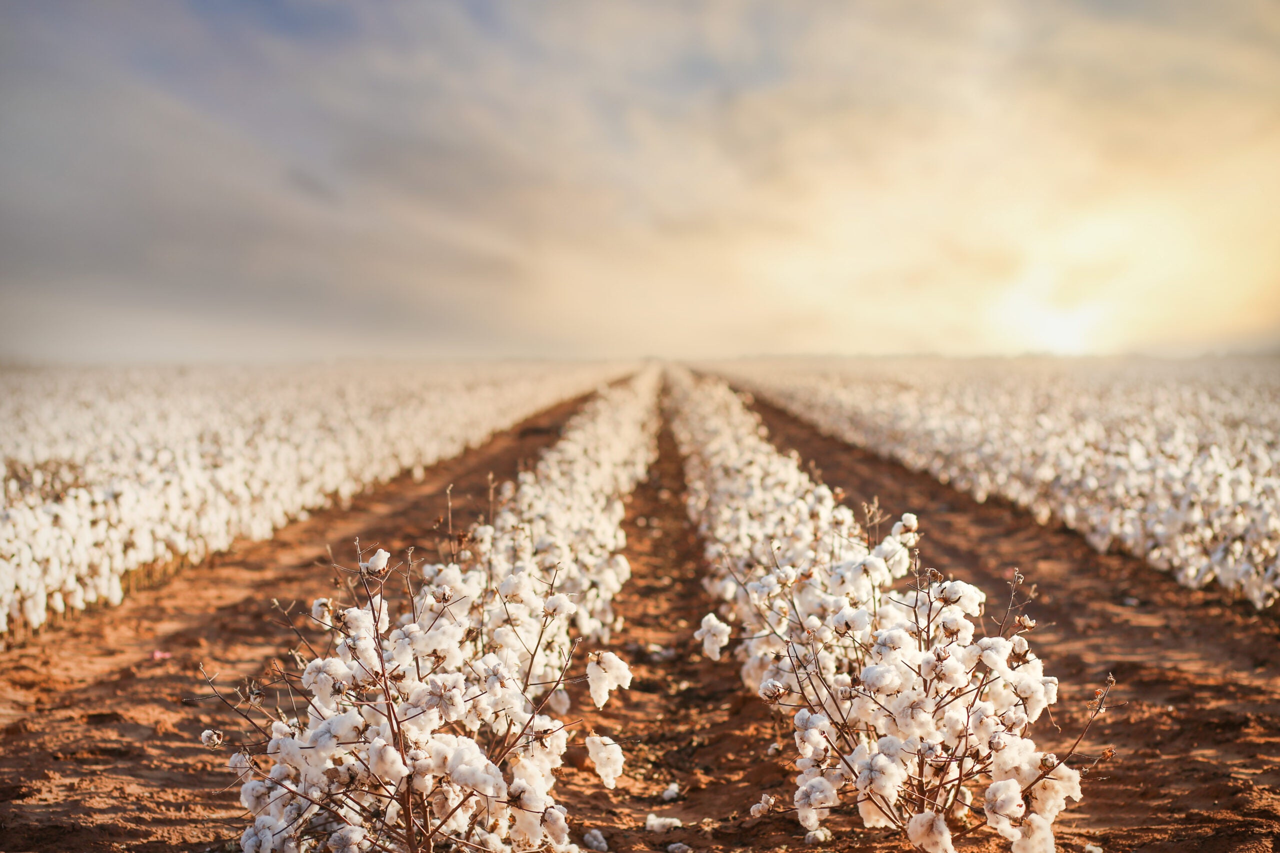 Rare period of stability in an up-and-down cotton season