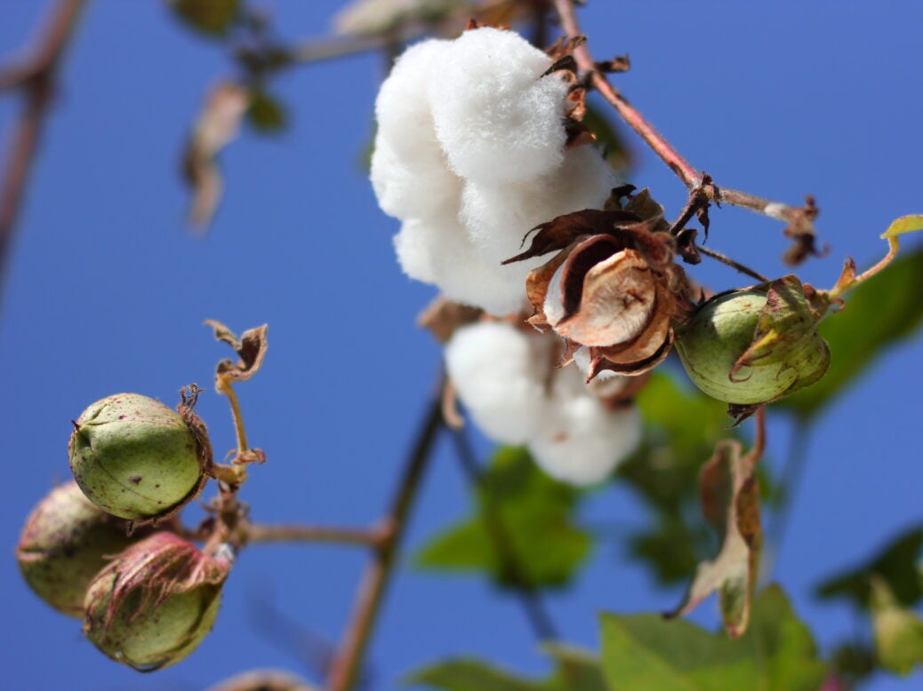 primark sustainable cotton