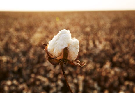 Supima, TextileGenesis partner on cotton authentication platform Supima, TextileGenesis partner on cotton authentication platform