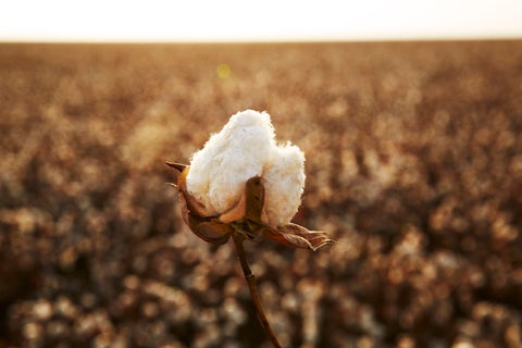 Supima Cotton Farm TextileGenesis authentication