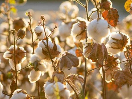 US Cotton Trust Protocol, ISEAL to tackle global challenges together
