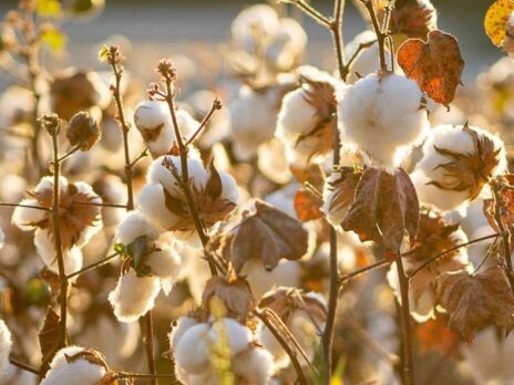 US Cotton Trust Protocol, ISEAL to tackle global challenges together US Cotton Trust Protocol, ISEAL to tackle global challenges together
