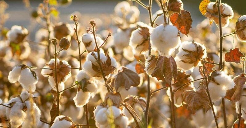 US Cotton Trust Protocol, ISEAL to tackle global challenges together - Vimarsana News