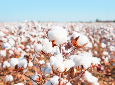 Walmart Foundation awards grant to scale cotton initiative