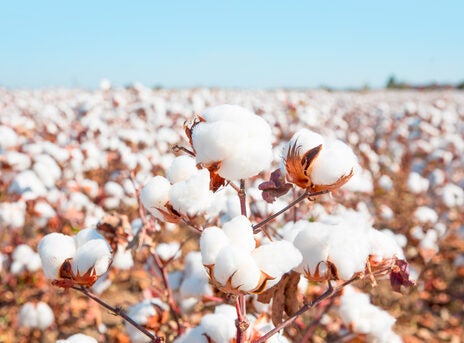 CottonConnect, ICAC partner to bolster industry impact CottonConnect, ICAC partner to bolster industry impact